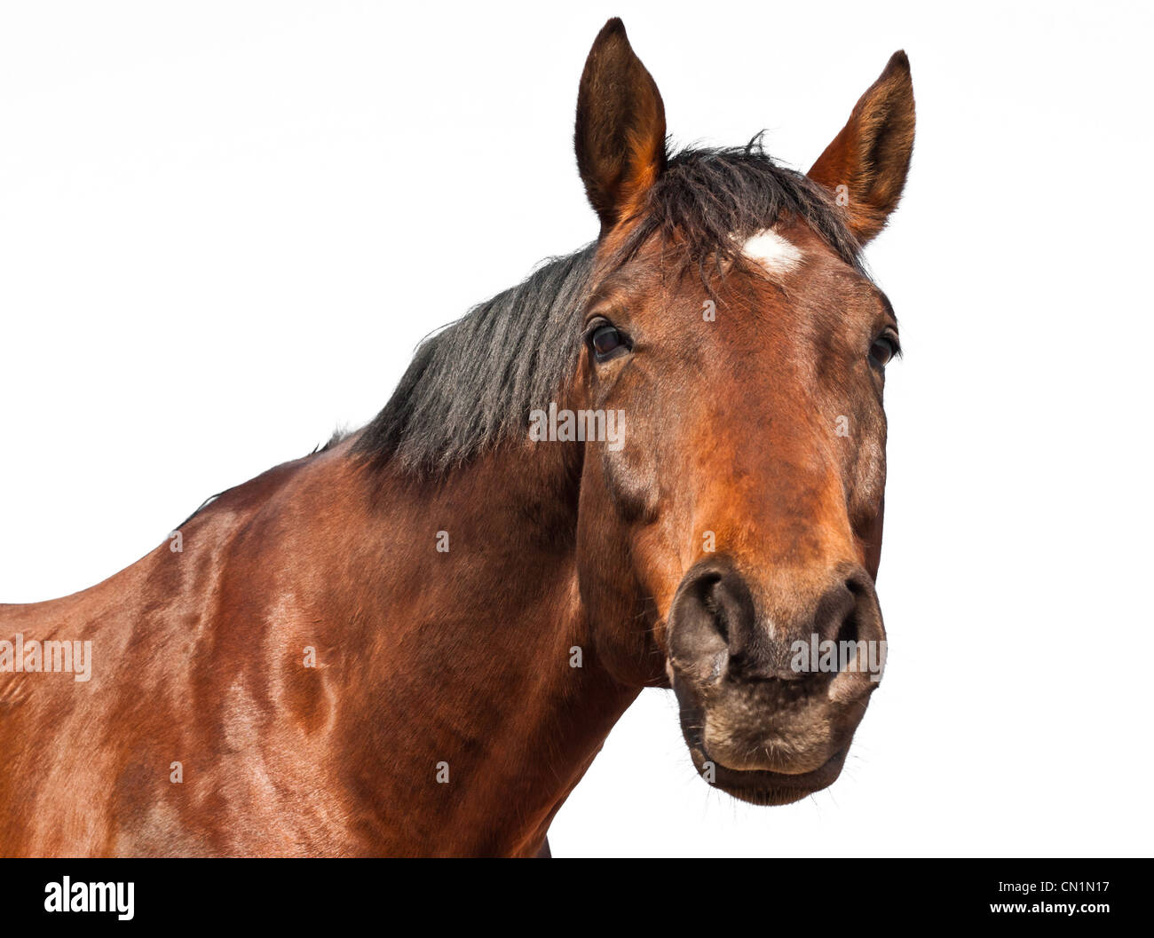 Porträt eines braunen Pferdes isoliert auf weißem Hintergrund. Stockfoto