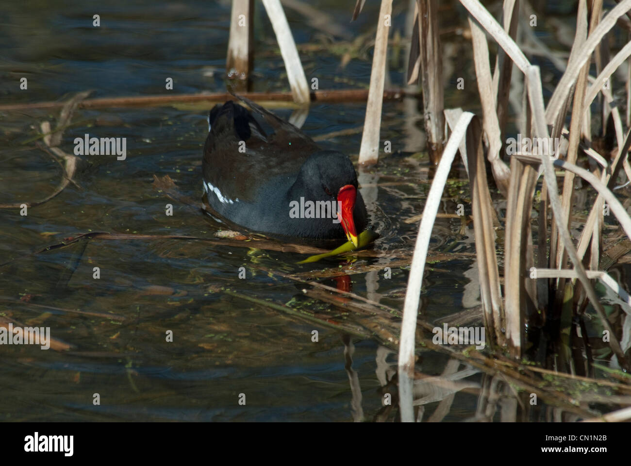 Nahaufnahme von Teichhühner (Gallinula Chloropus) Verschachtelung Materialien sammeln Stockfoto