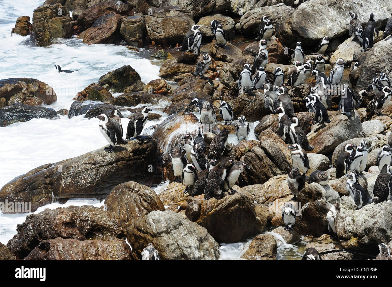 Afrikanischen Pinguinkolonie am Stoney Point auf Bettys Bay, Western Cape, Südafrika Stockfoto