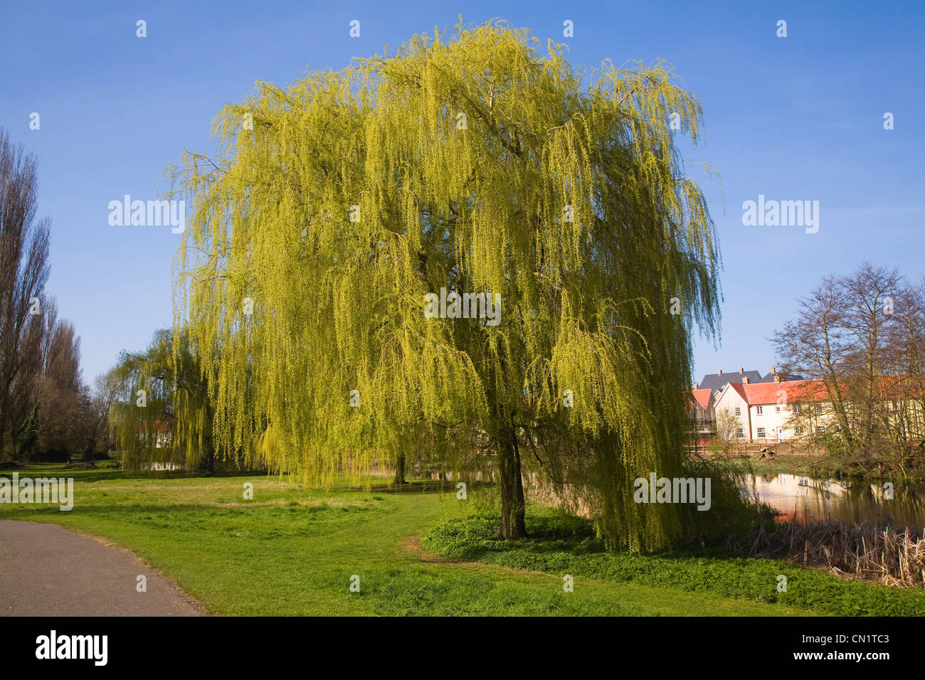 Willow trees Banken Fluss Colne im Frühjahr, Schlosspark, Colchester, Essex, England Stockfoto