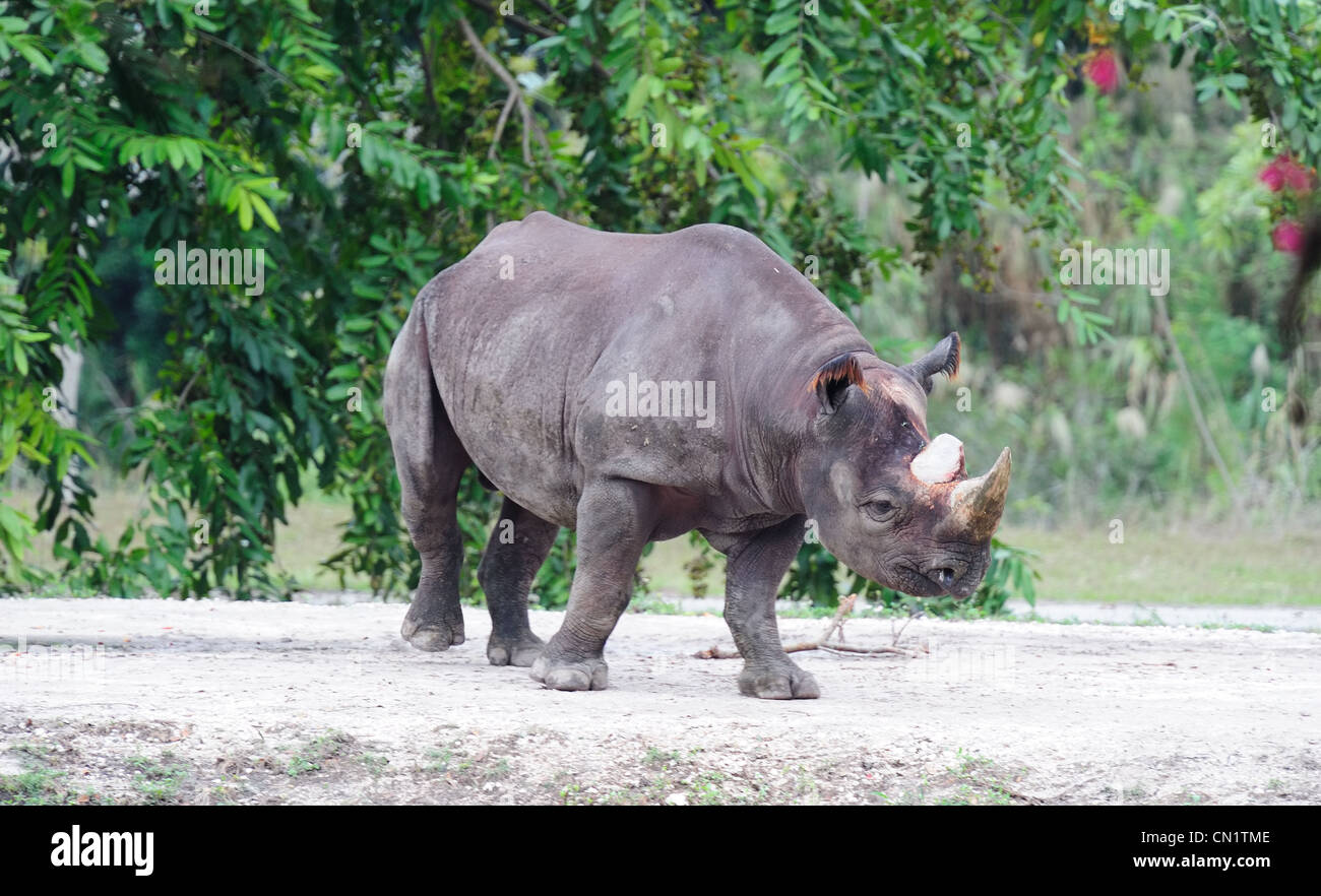 Nashörner in Miami Zoo Fuß Stockfoto