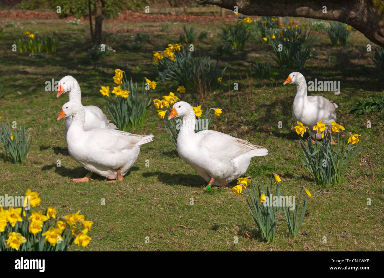 Emden-Gänse-Herde und Narzissen im Garten Stockfoto