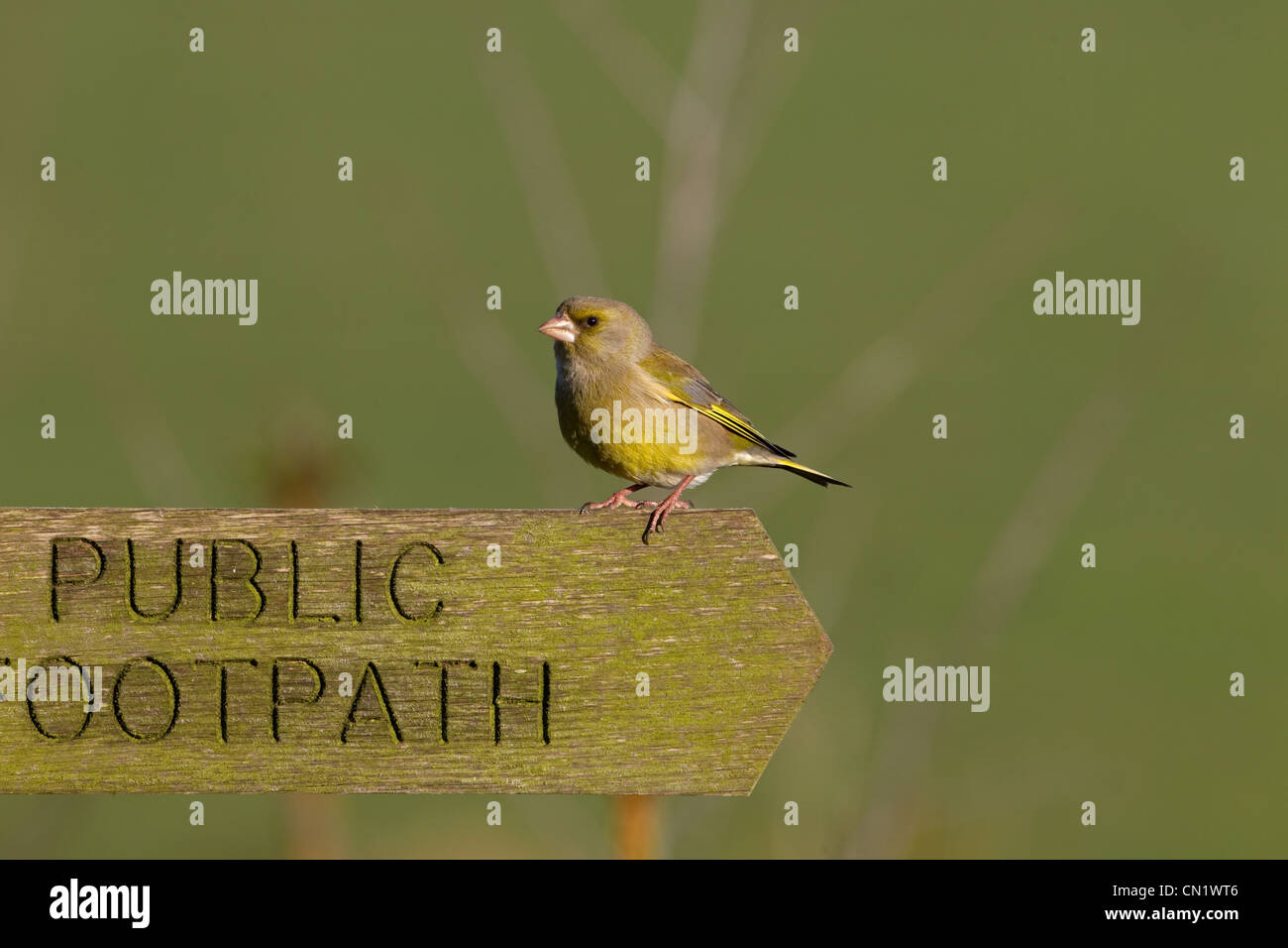 Grünfink Zuchtjahr Chloris auf Wanderweg-Zeichen Stockfoto