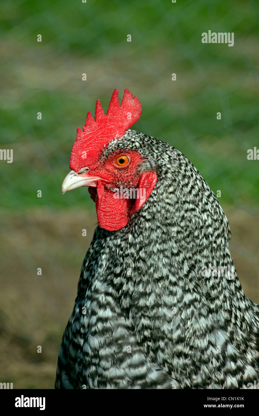 Maran-Huhn auf Kleinbetrieb im Frühjahr Stockfoto