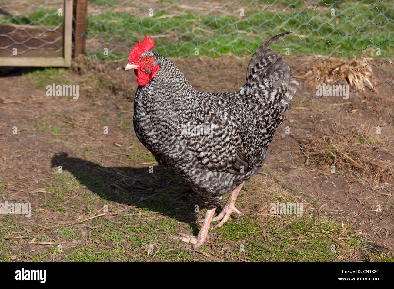 Maran-Huhn auf Kleinbetrieb im Frühjahr Stockfoto