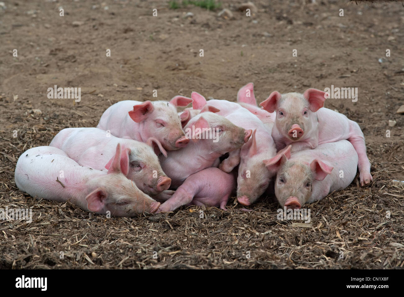 Ein Wurf großer weißer Hybridfferkel auf Buckinghamshire Small Holding Stockfoto