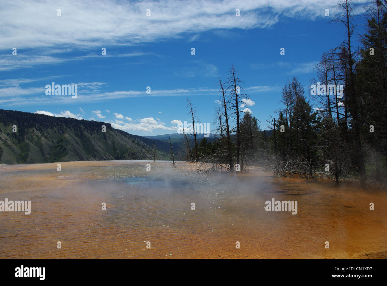 Naturheißen Schwimmbad mit Bäumen, Yellowstone-Nationalpark, Wyoming Stockfoto