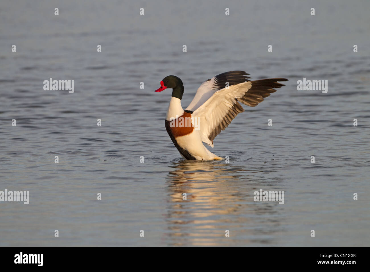 Brandgänse Tadorna tadorna im Flug bei Cley Norfolk Stockfoto