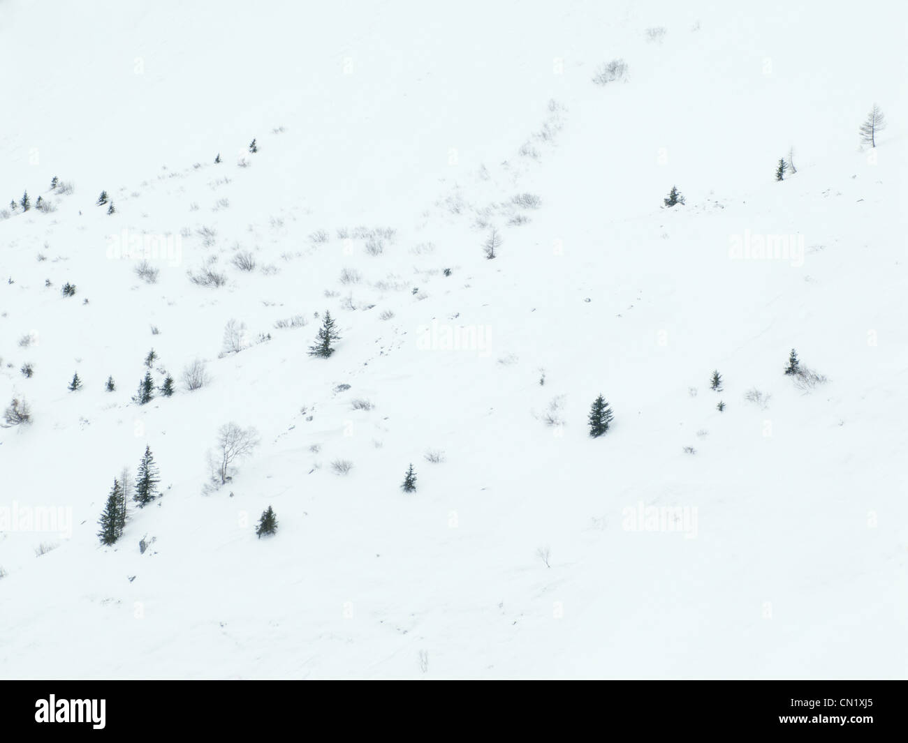 Bäume im Schnee, Chamonix, Frankreich Stockfoto
