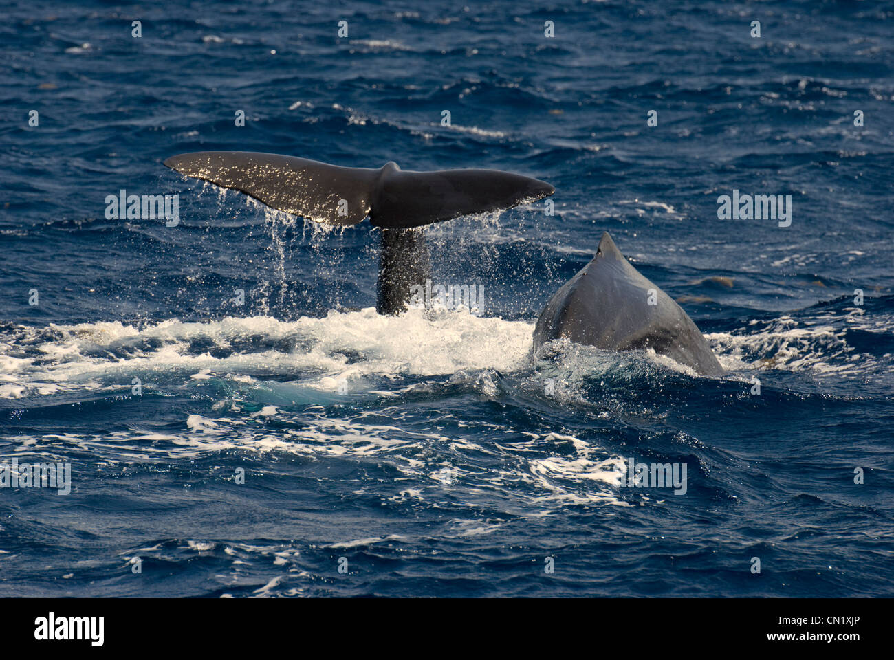 Pottwal (Physeter Macrocephalus) und Kalb Tauchen in Grenada Graben aus Dominica Stockfoto