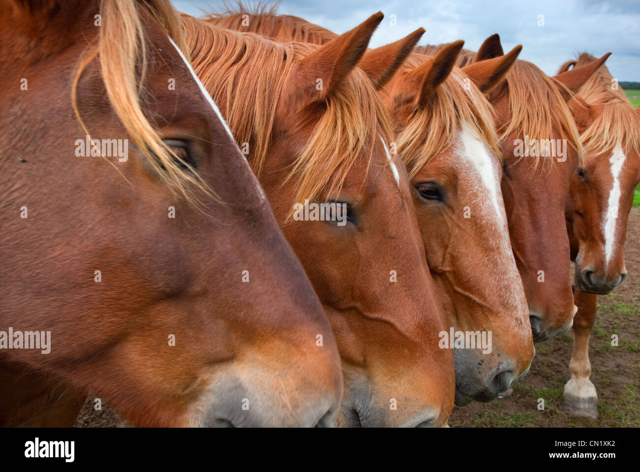 Suffolk Punch Heavy Horses Stockfoto