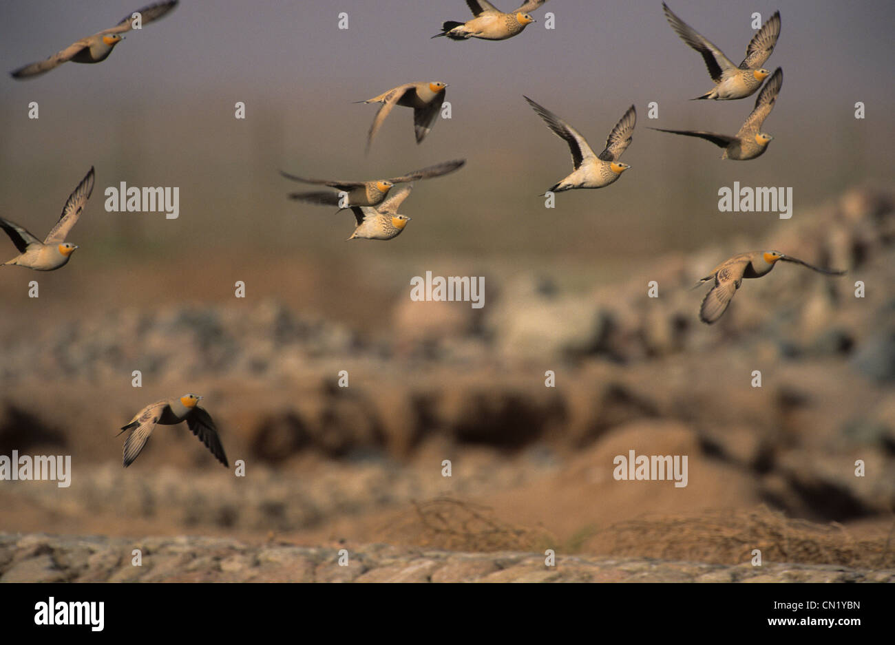 Gefleckte Sandgrouse (Pterocles Senegallus) Herde im Flug Sinai Ägypten Stockfoto