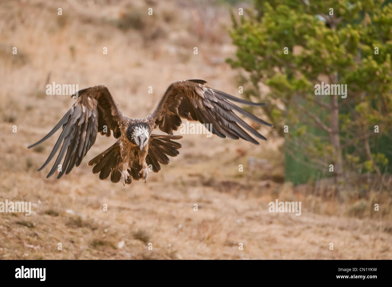 Unreife Lagermeier (sollten Barbatus) fliegen einen fressenden Vogel Futterstation, Spanien Stockfoto