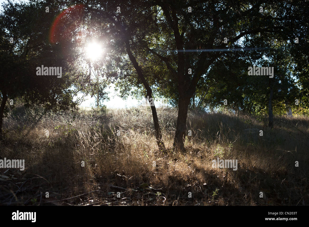 Sonne durch die Bäume von einem offenen, grasbewachsenen Feld Stockfoto