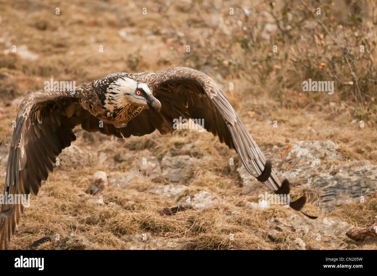 Unreife Lagermeier (sollten Barbatus) fliegen einen fressenden Vogel Futterstation, Spanien Stockfoto