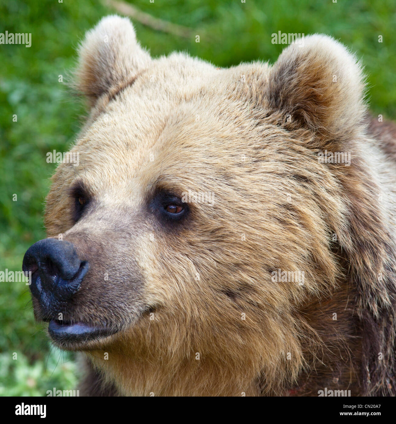 Braunbär - Ursus arctos Stockfoto