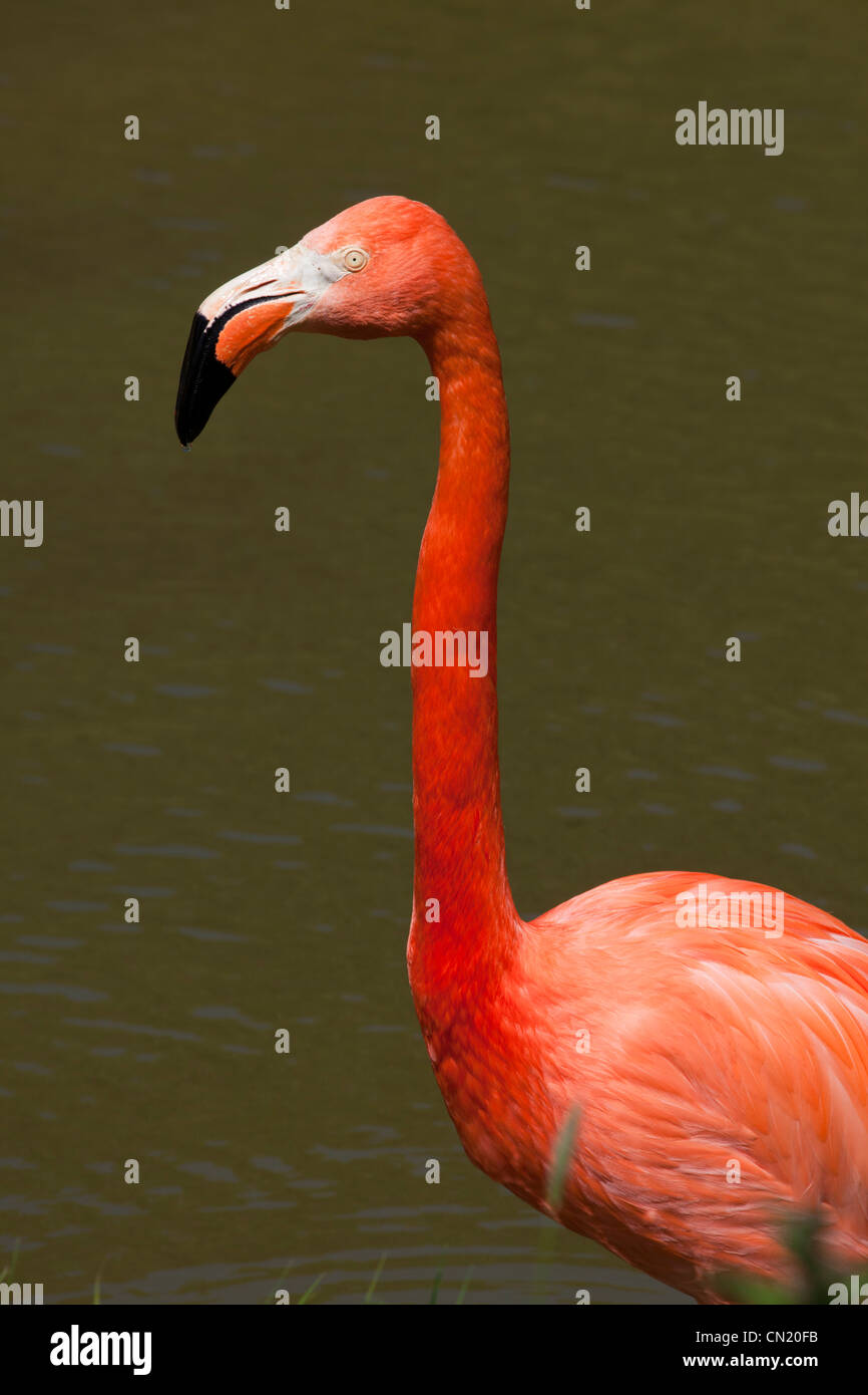 Karibik Flamingo - Phoenicopterus Ruber - auch bekannt als amerikanische Flamingos Stockfoto