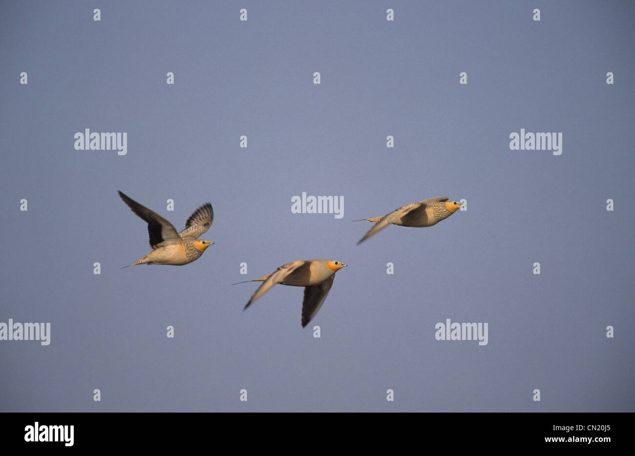 Sandgrouse (Pterocles Senegallus) im Flug Sinai Ägypten entdeckt Stockfoto