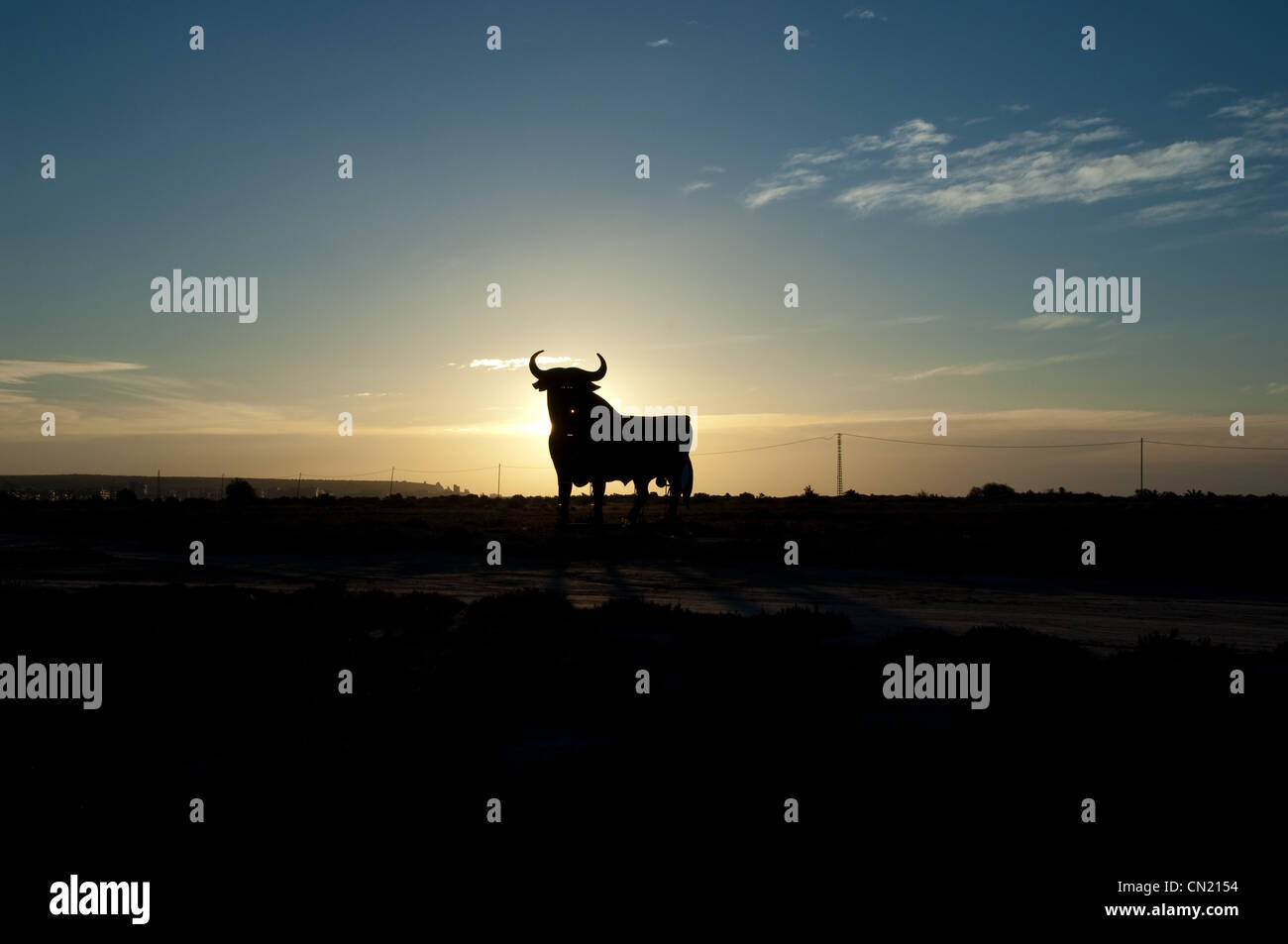 Bull bei Sonnenaufgang, Alicante, Spanien Stockfoto