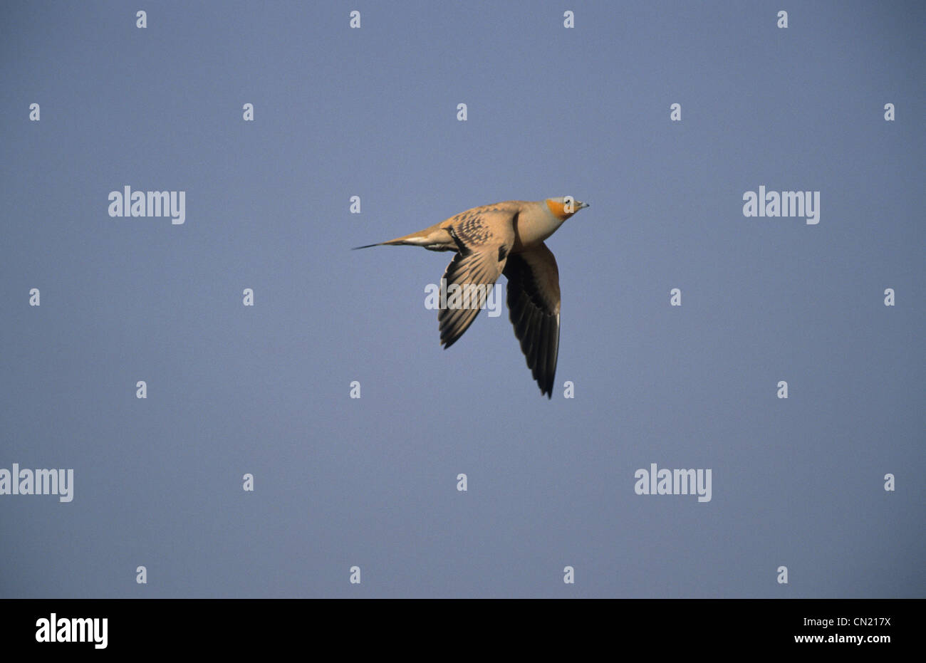 Gefleckte Sandgrouse (Pterocles Senegallus) Männchen im Flug Sinai Ägypten Stockfoto