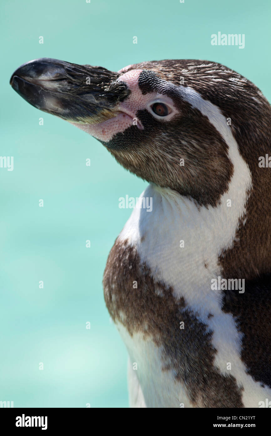 Humboldt-Pinguin - Spheniscus humboldti Stockfoto