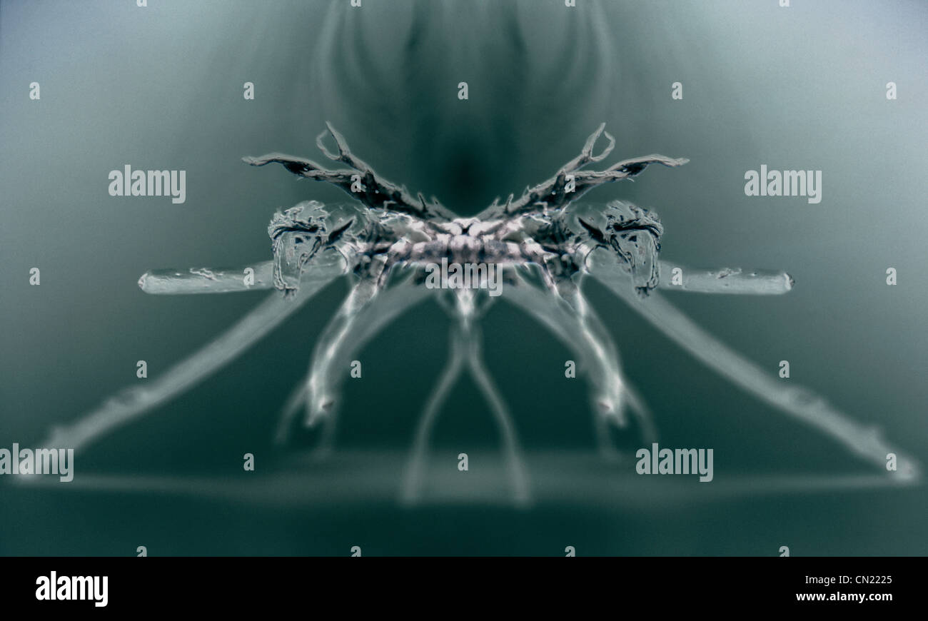 Röntgenbild einer Spinne Stockfoto