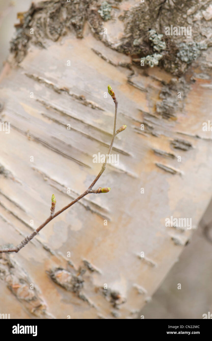 Frühling Knospen über charakteristische Rinde Muster der Birke (Betula verzweigt), Frankreich Stockfoto