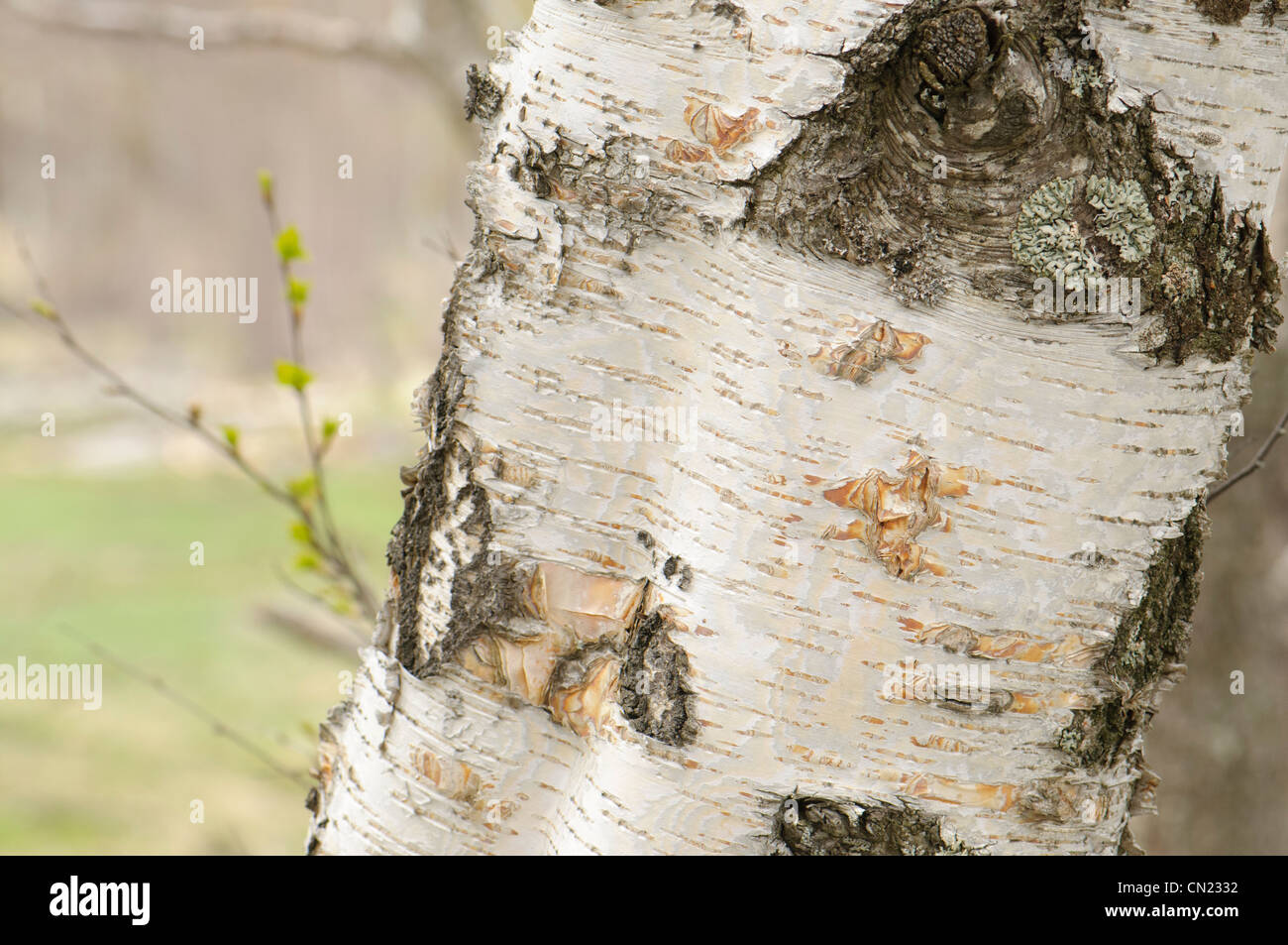Frühling Knospen über charakteristische Rinde Muster der Birke (Betula verzweigt), Frankreich Stockfoto