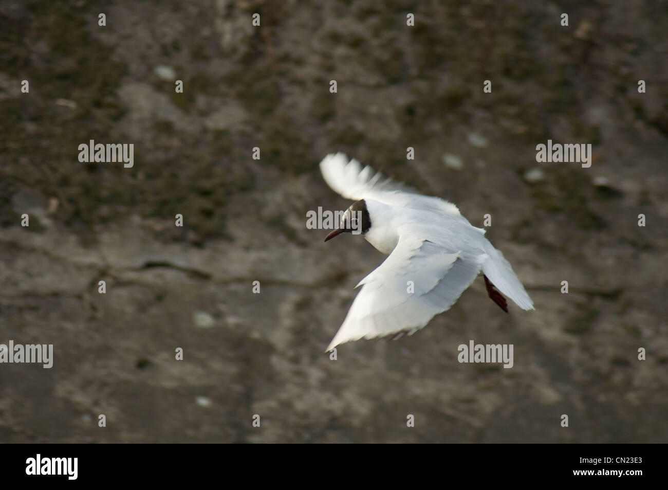 Möwe Stockfoto