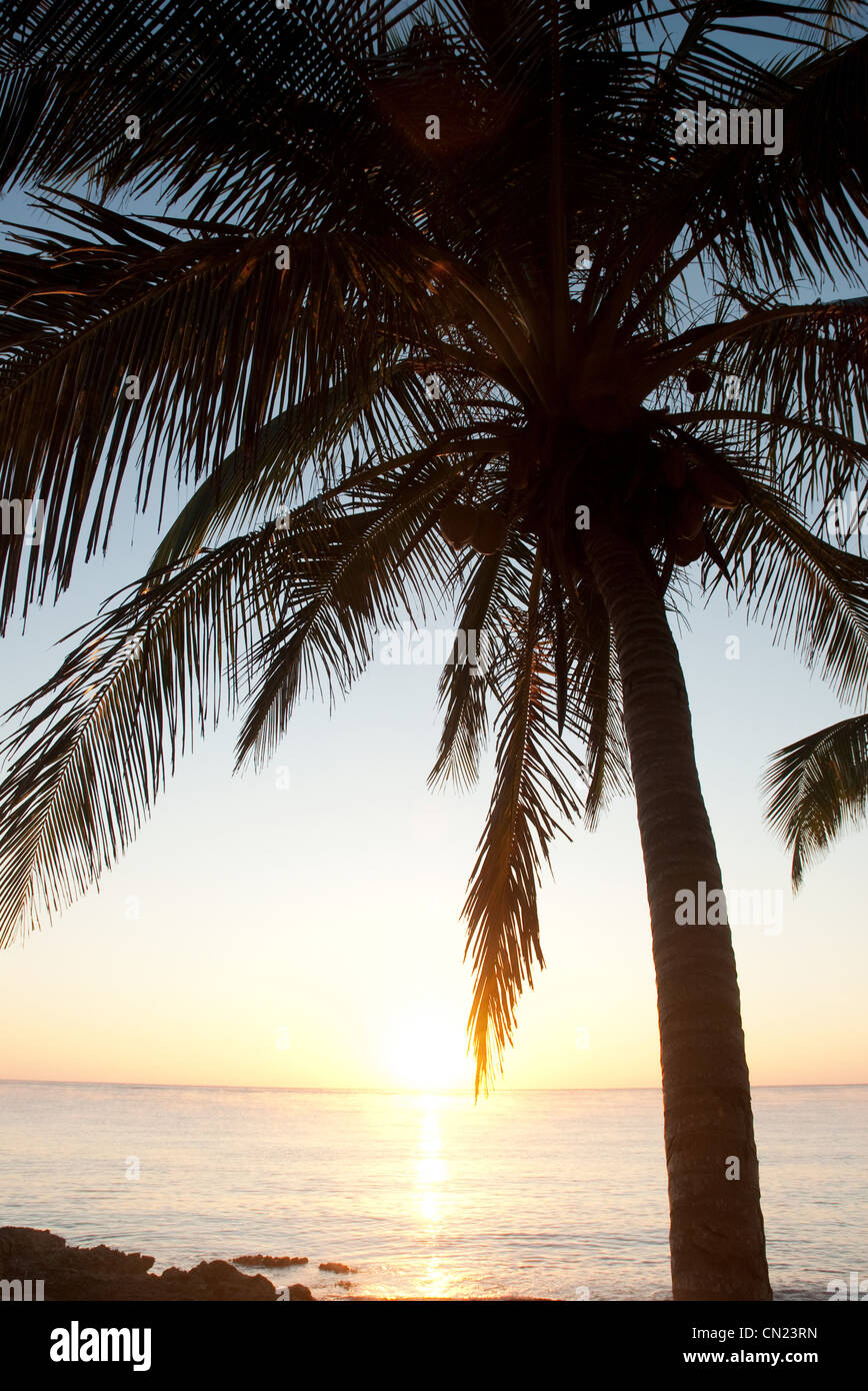 Palme am Strand von Tulum, Mexiko Stockfoto