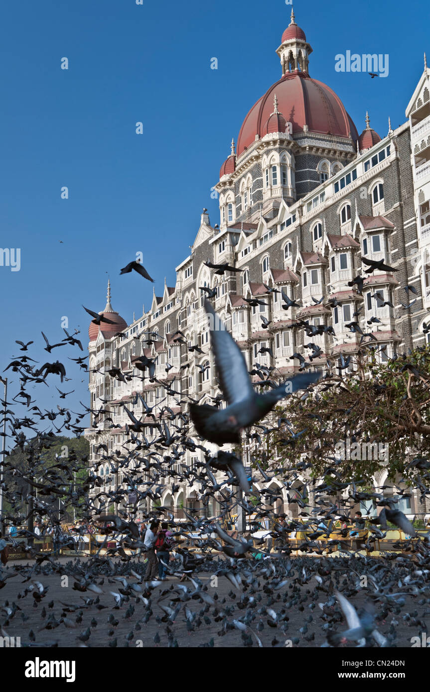 Tauben am Taj Mahal Palace Hotel Colaba Mumbai Bombay Indien Stockfoto