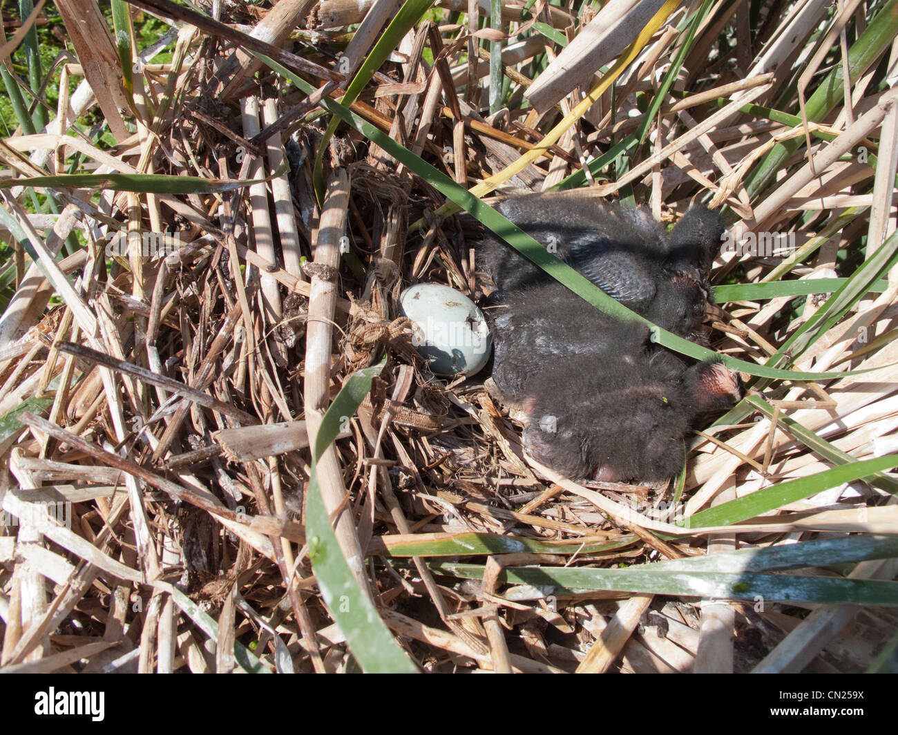 Kürzlich geschlüpften Küken Sichler (Plegadis Falcinellus) am Nest, Spanien Stockfoto