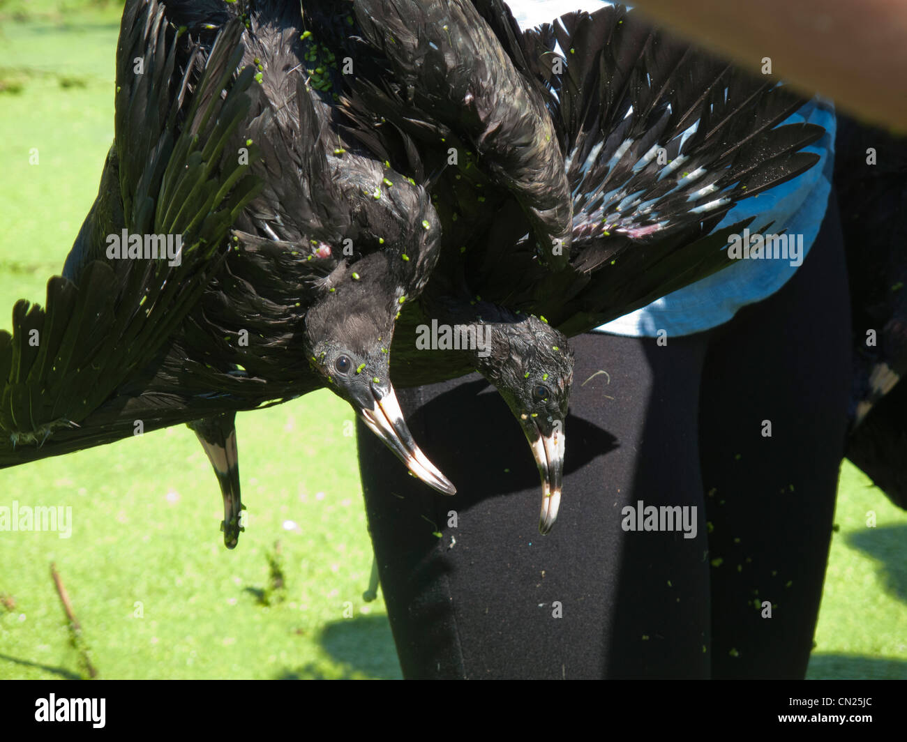 Freiwillige Mitarbeit in einer wissenschaftlichen Kampagne für Zählen, Klingeln, Messen und Blutproben von Viren die Kolonie von Glossy Ibis in Lucio de la FAO, Spanien. Stockfoto