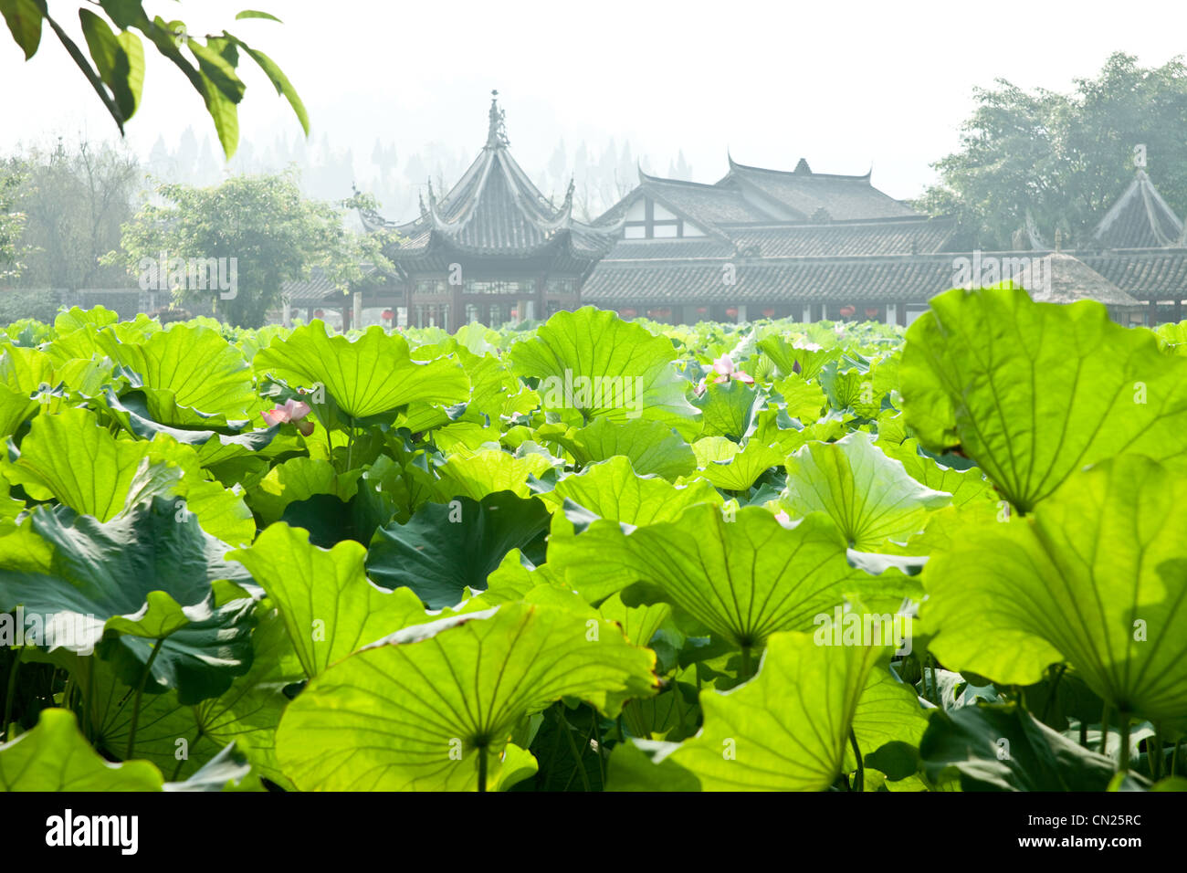 Lotusblätter mit traditionellen chinesischen Gebäuden im Hintergrund Stockfoto