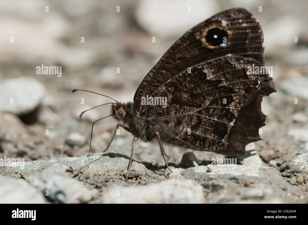 Schmetterlinge, suchen und lecken salzige Feuchtigkeit im Creek Schlamm in den Pyrenäen, Spanien Stockfoto