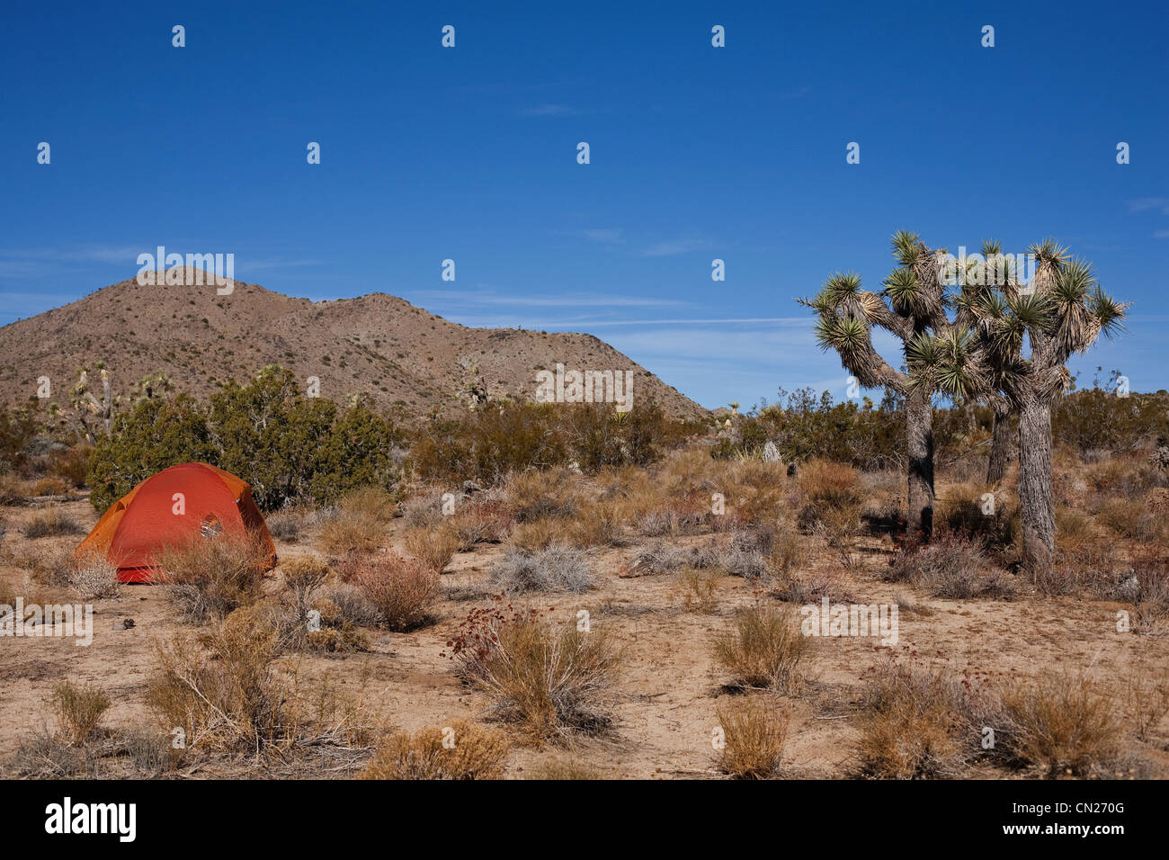 Zelt in Joshua Tree Nationalpark, Kalifornien, USA Stockfoto