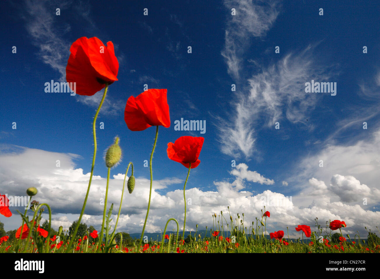 Roter Mohn Blumen unter bewölktem Himmel. Naturlandschaft Stockfoto