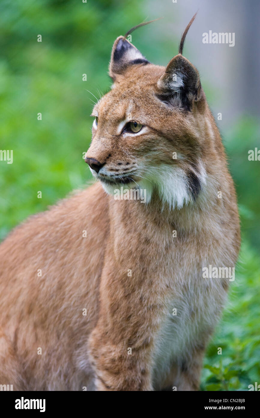 Kanadischer Luchs oder nördlichen Lynx - Felis Canadensis Porträt Stockfoto