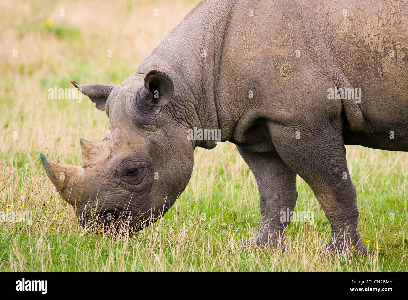 Schwarzer Rhinoceros - Diceros Bicornis - Weiden Stockfoto
