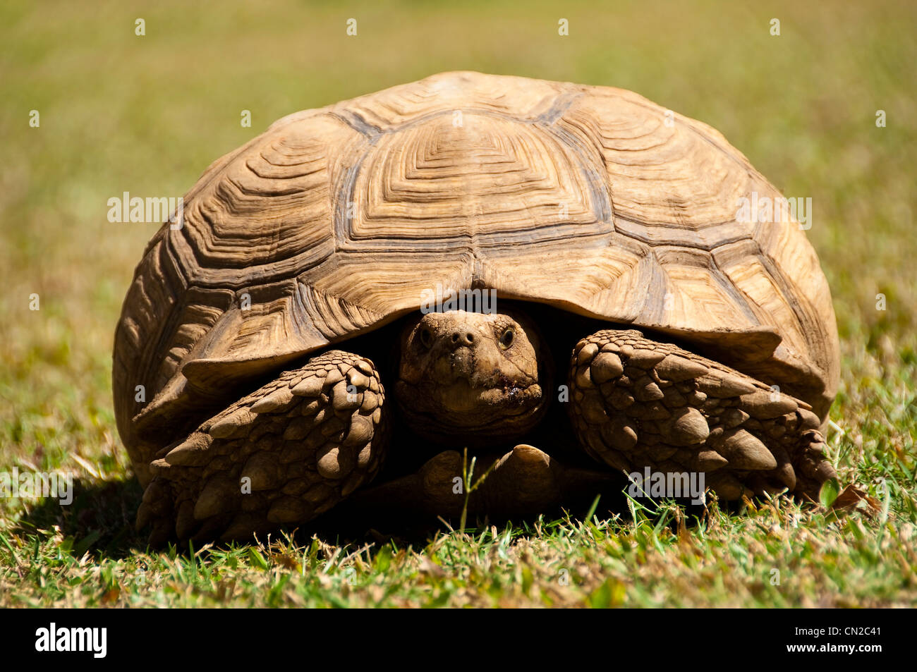 Eine Schildkröte auf dem Rasen Stockfoto