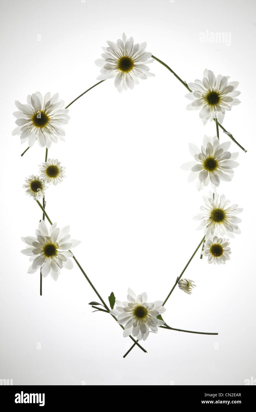 Blume Halskette aus weißen Margeriten Stockfoto