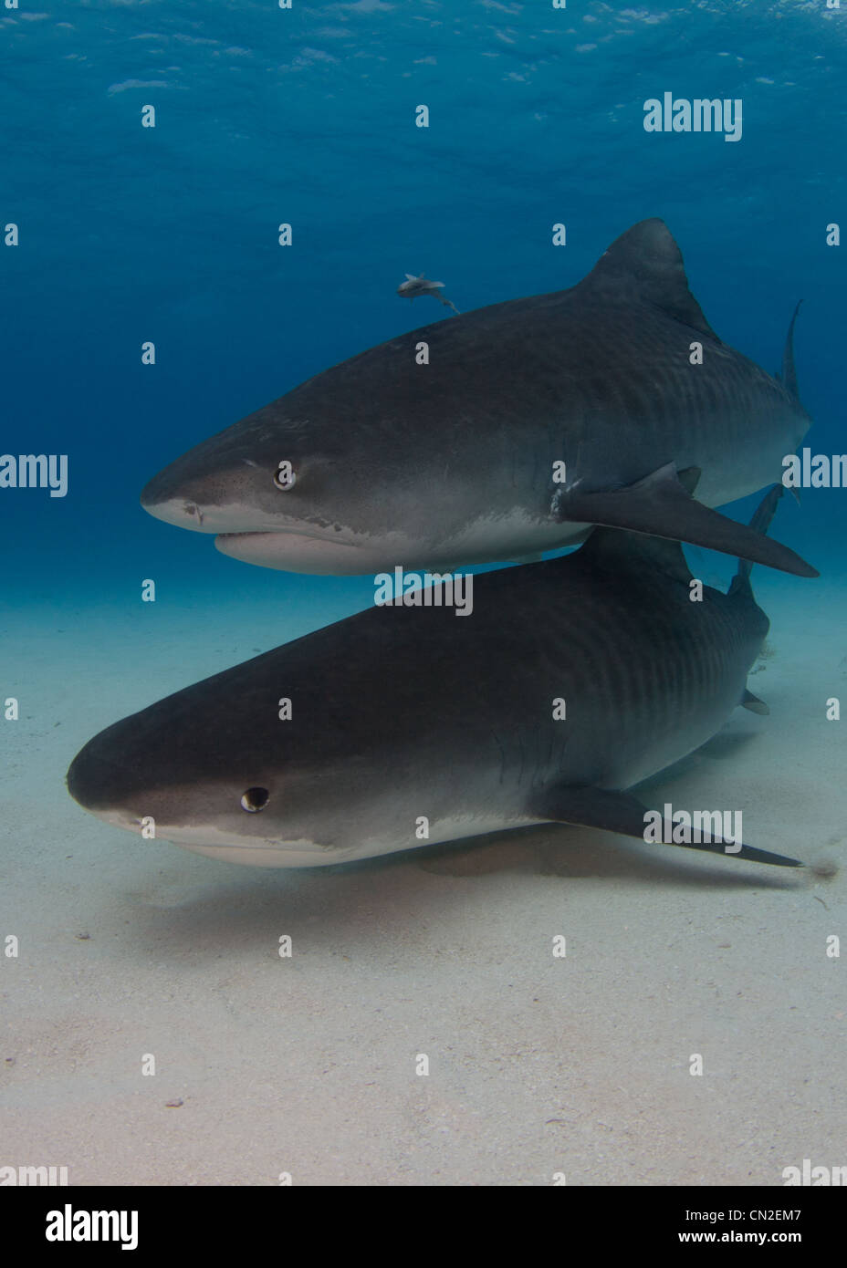 Zwei Tiger Haie schwimmen zusammen Stockfoto