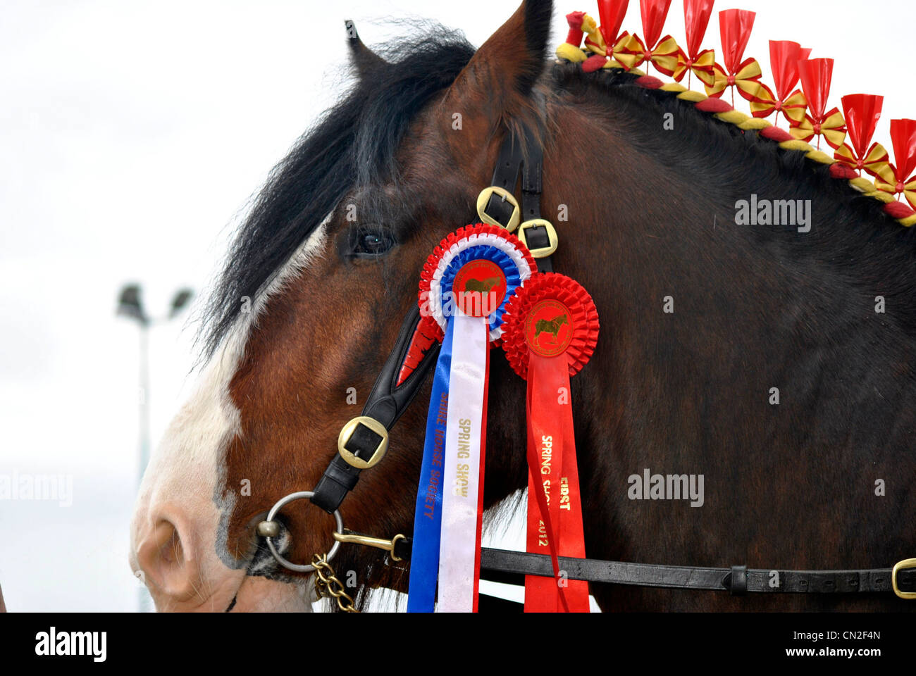 Shire Hengst genommen bei Shire Horse Show Stockfoto