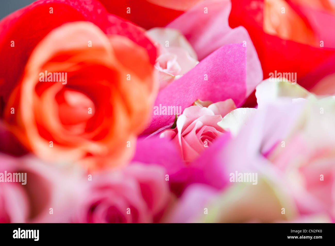 Rosa Rosen in Seidenpapier gewickelt. Stockfoto