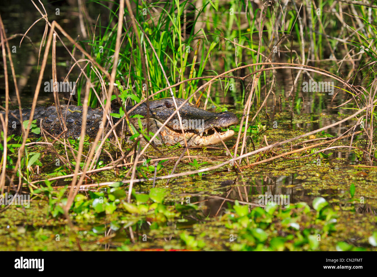 Weibliche Krokodil, Alligator Mississippiensis. Weiblichen Alligator lauert in den Gräsern in Lake Martin, Louisiana Stockfoto
