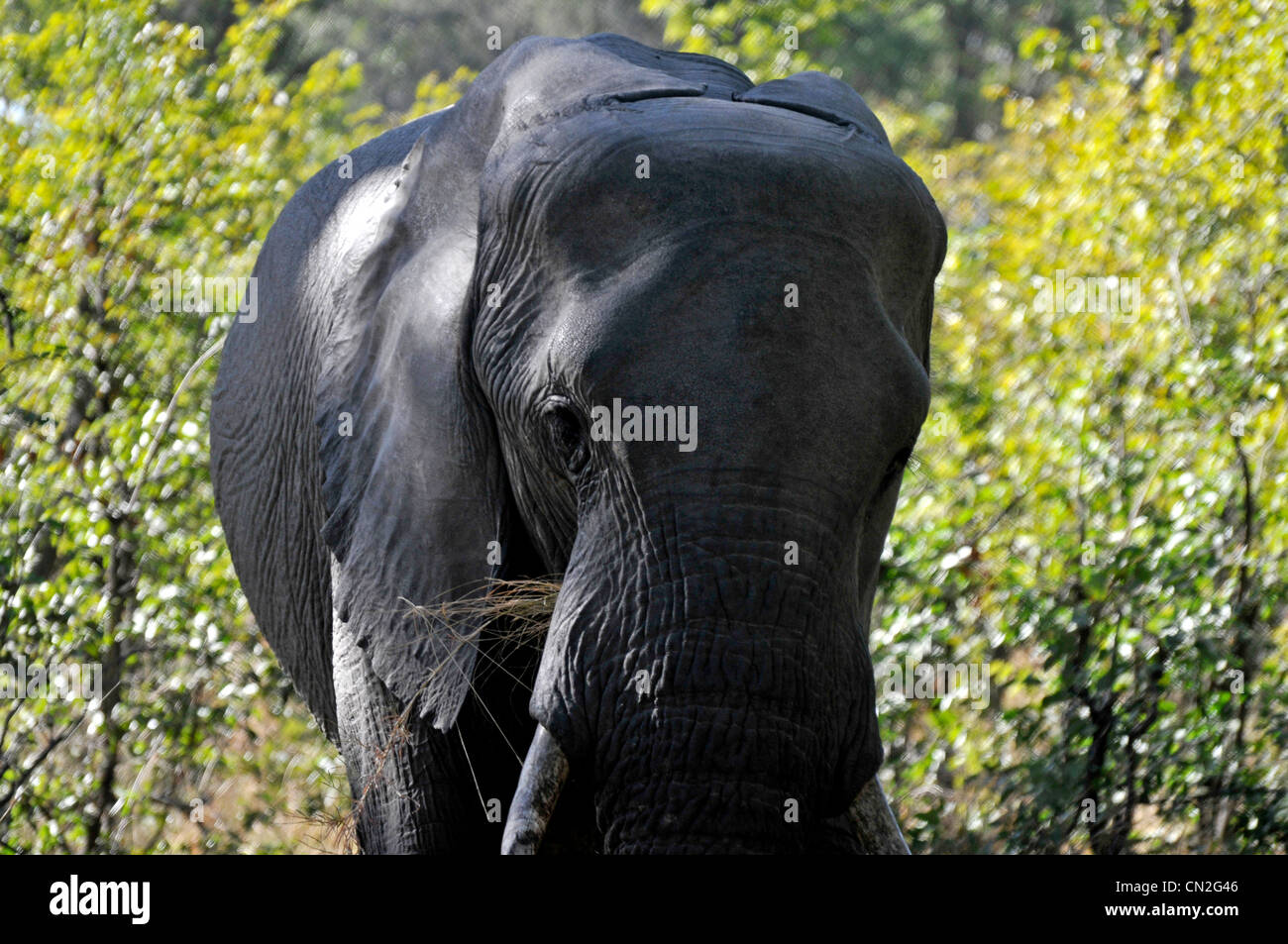 Wilde Elefanten Nahaufnahme Stockfoto