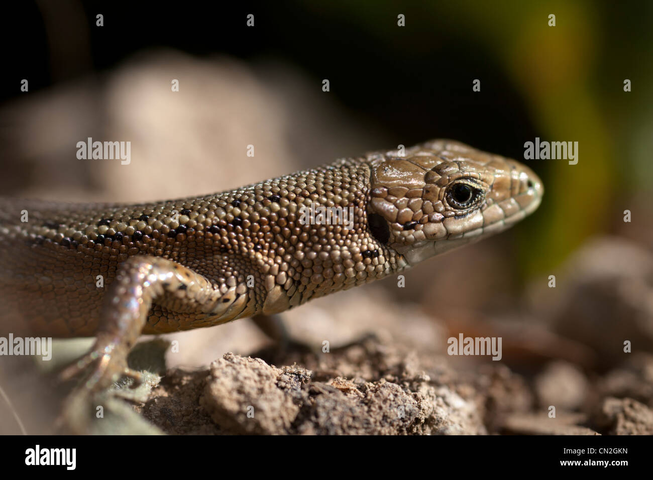 Gemeinsame oder Vivparous Eidechse (Zootoca Vivipara) Stockfoto