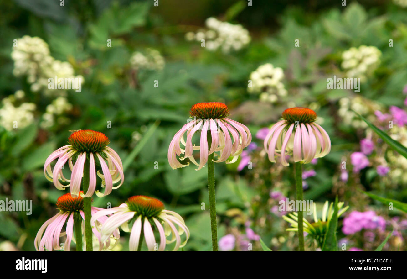 Echinacea Purpurea Blumen Stockfoto