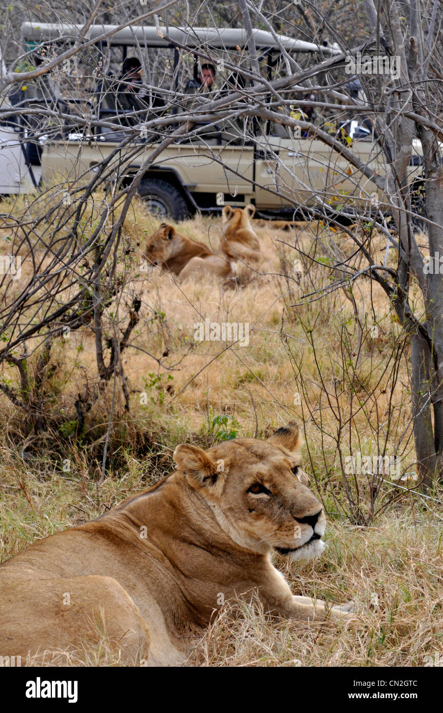Wilde Löwen in Afrika in der Nähe von Touristen in offenen Fahrzeugen gekrönt Stockfoto