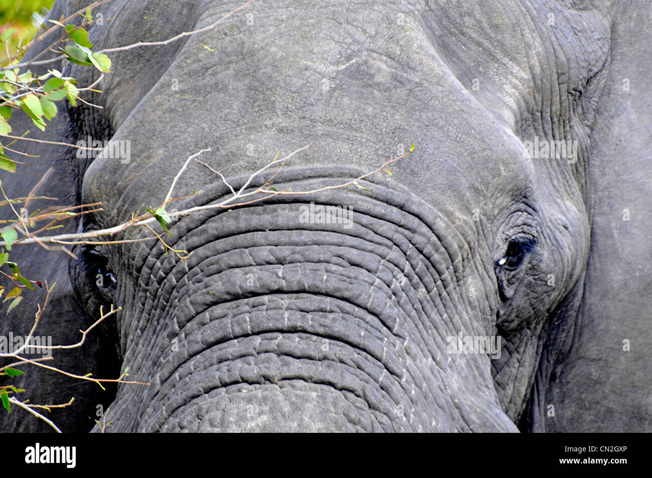 Wilde Elefanten Nahaufnahme Stockfoto